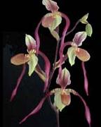 Orchis